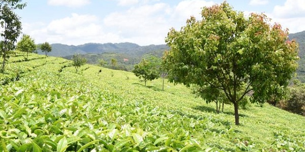 白岩松：“喝茶是一种信仰！”