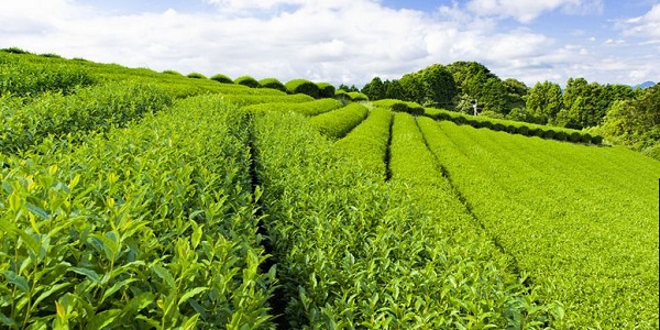 开茶叶店需要注意哪些地方？