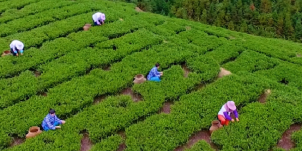 茶叶保存方法有哪几种？